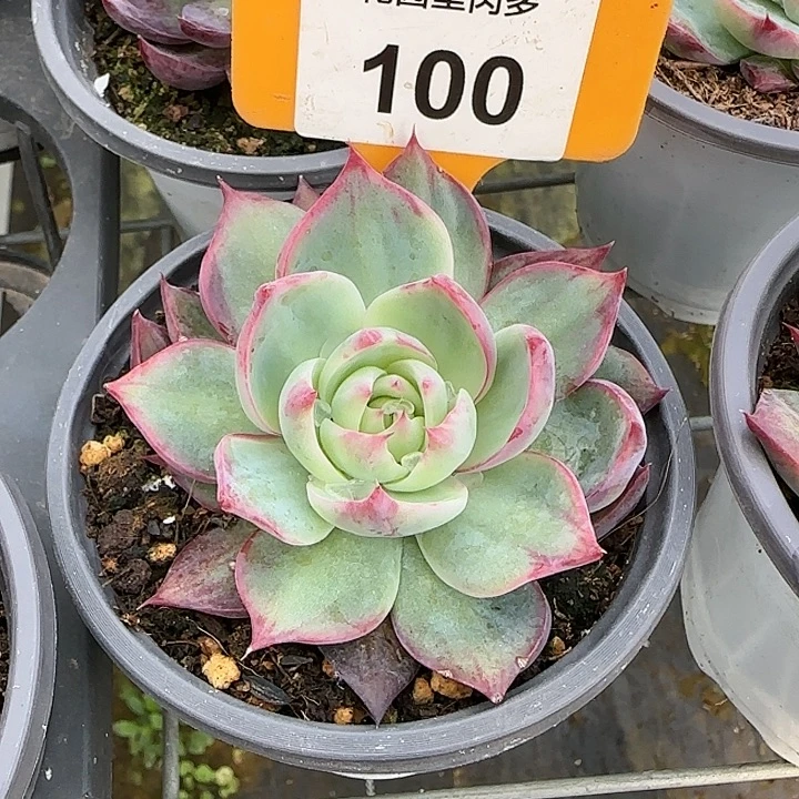 100 惊鸿仙子多肉植物6-9cm