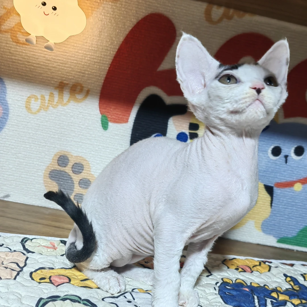 德文卷毛猫德文净梵色梵色弟弟小公