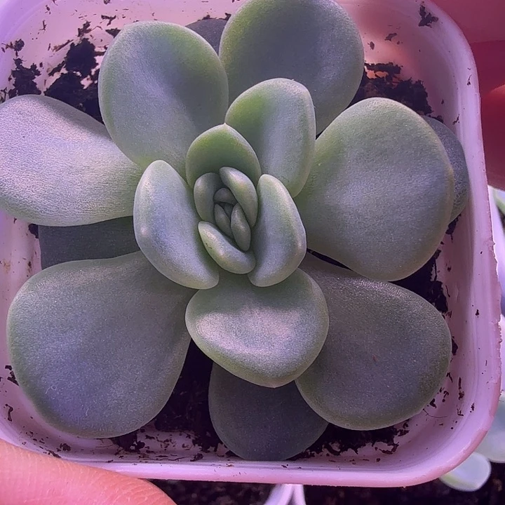 甜心2909帕帕拉恰一物一拍