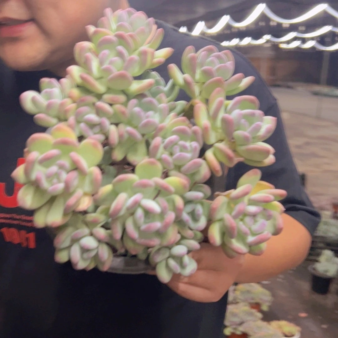 三日月美人多头大盆群，230杯