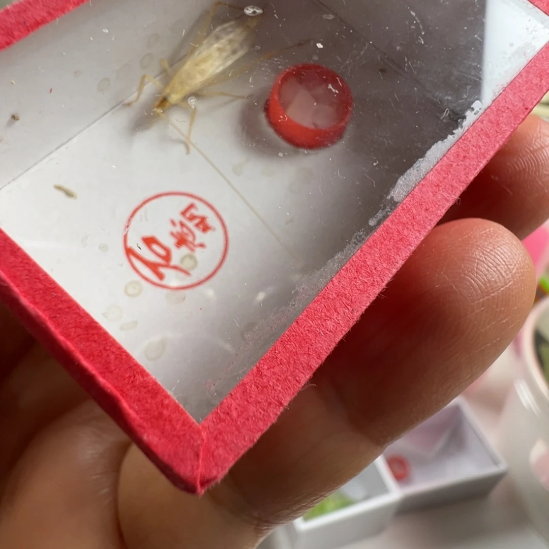 蟋蟀一只石老师柬埔寨