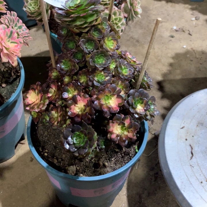 348海王七彩多肉植物特价