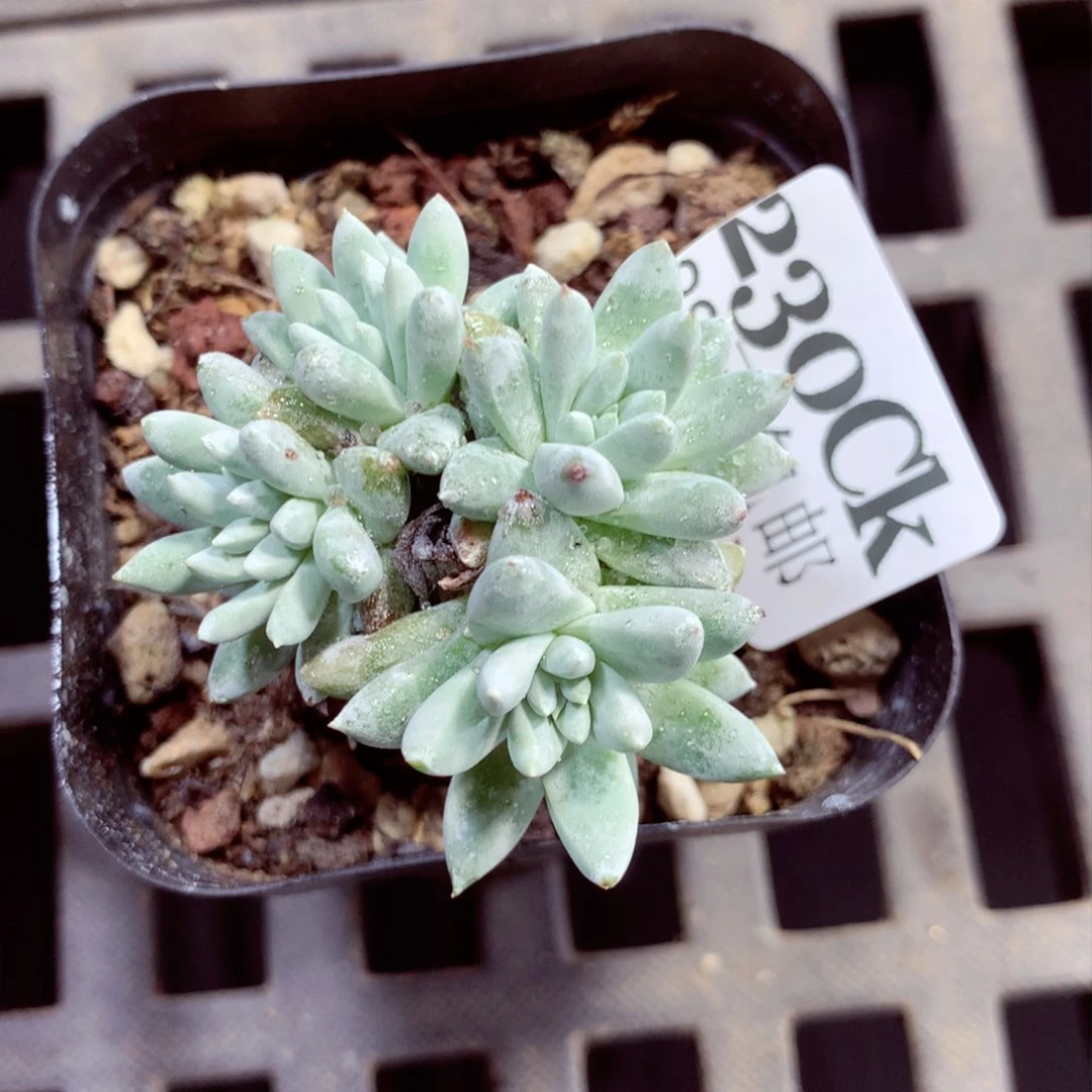 5厘米盆精控多肉230