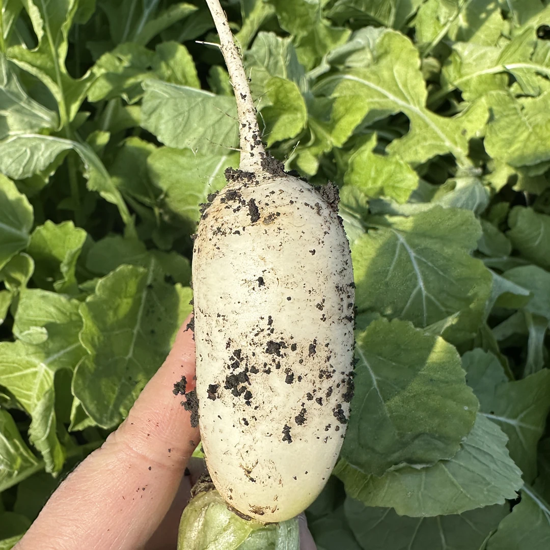 青年小萝卜新鲜蔬菜延边朝鲜族韩韩式泡菜原料小伙萝卜