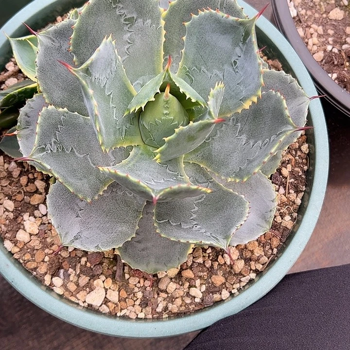 水***色龙舌兰多肉植物多肉
