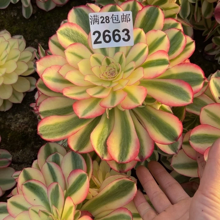 云****？2663南倾城多肉植物