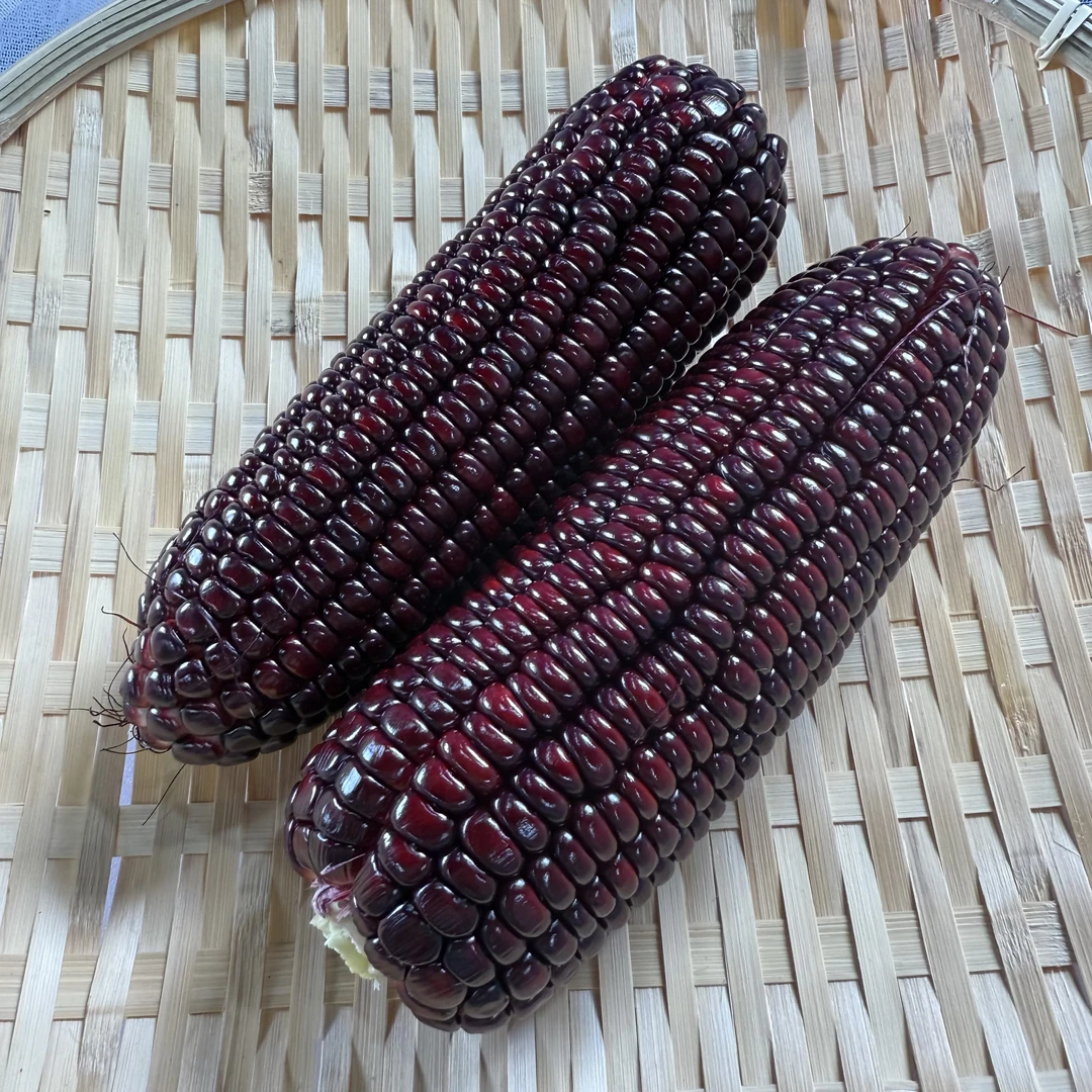 新鲜玉米杂交新品种黑玉米（快递时间久了影响口感暂时只送同城）