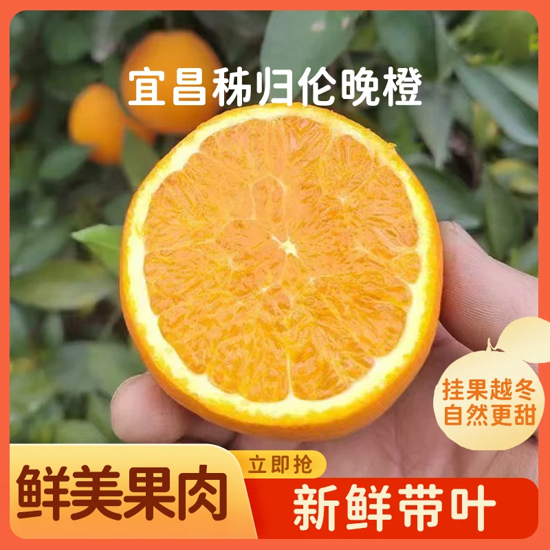 秭归伦晚脐橙新鲜水果橙子细腻鲜甜人工采摘产地直发现摘现发