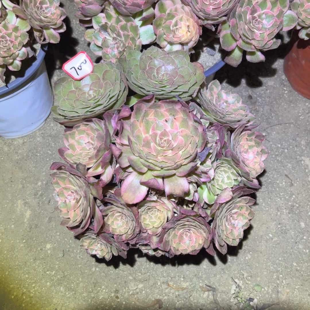 700多肉植物云荷阴阳