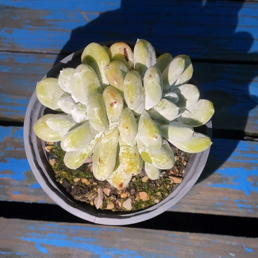 丸叶拇指多肉植物啦啦啦
