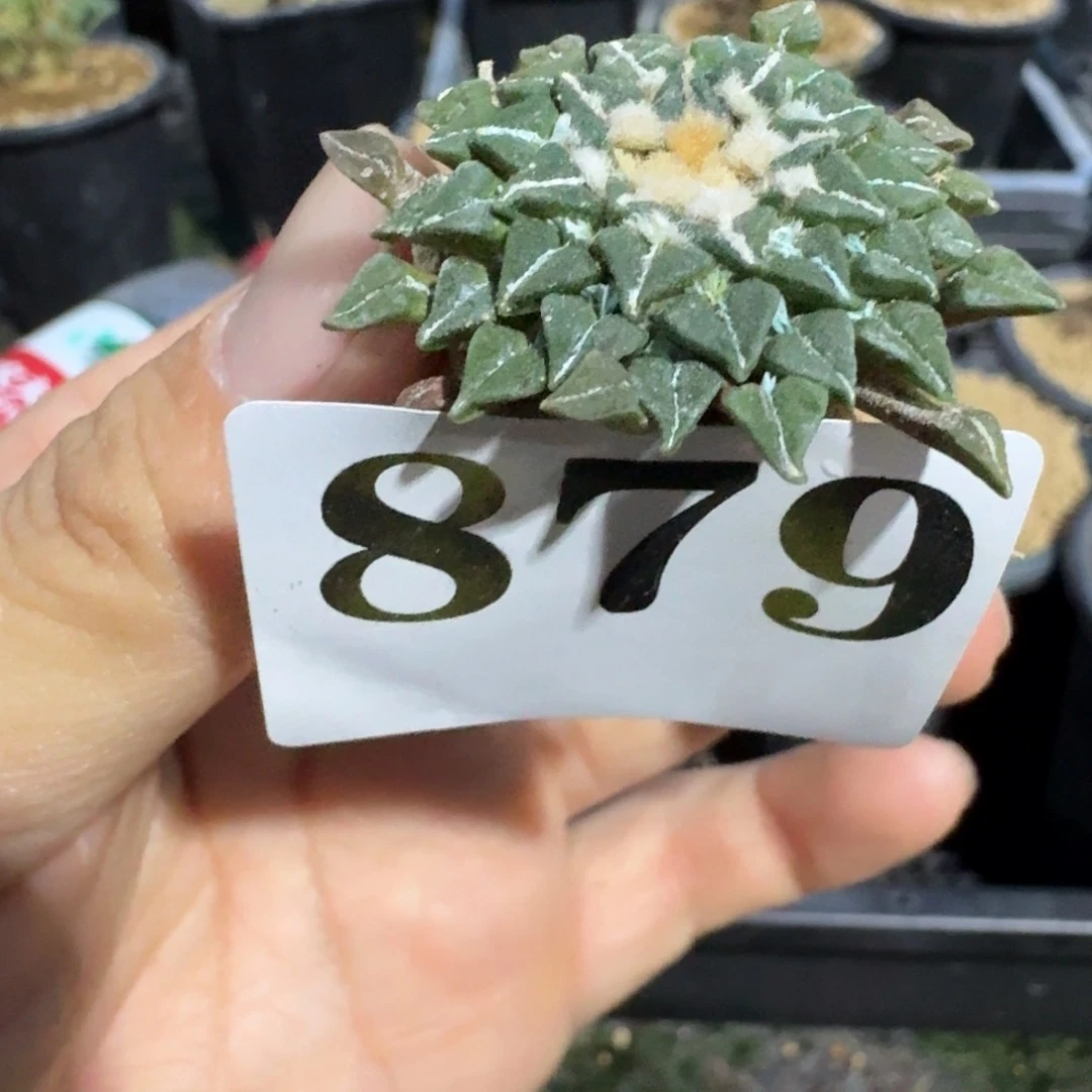 姬牡丹实生多肉植物