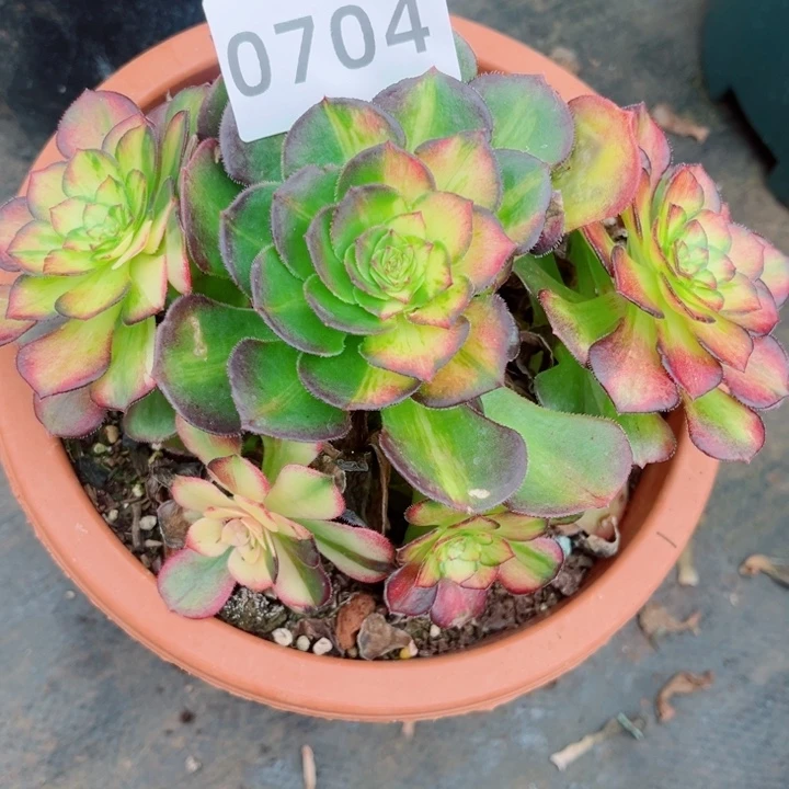 海王七彩特价多肉