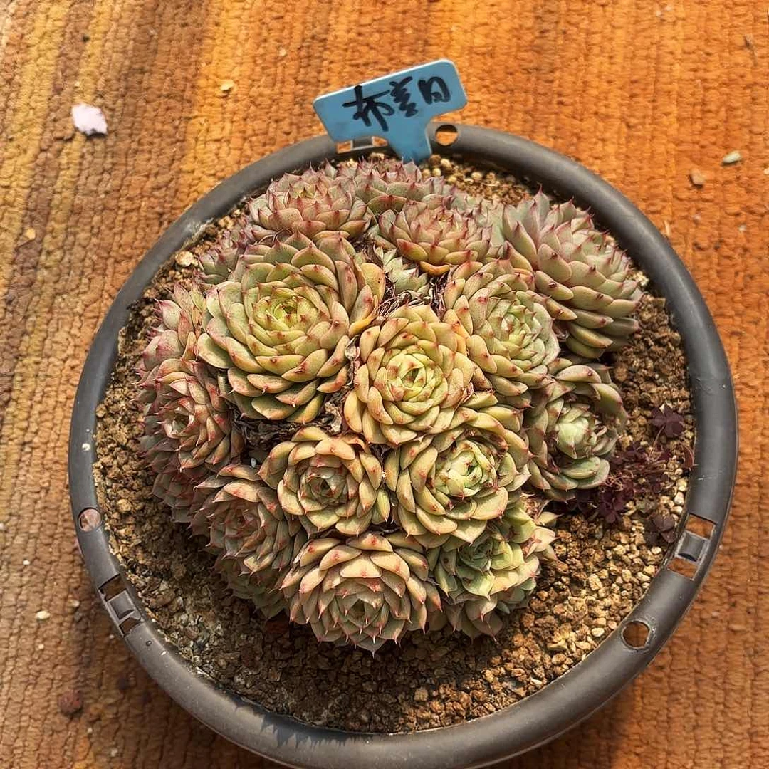 布*不羞妹妹本吧给妈妈回去