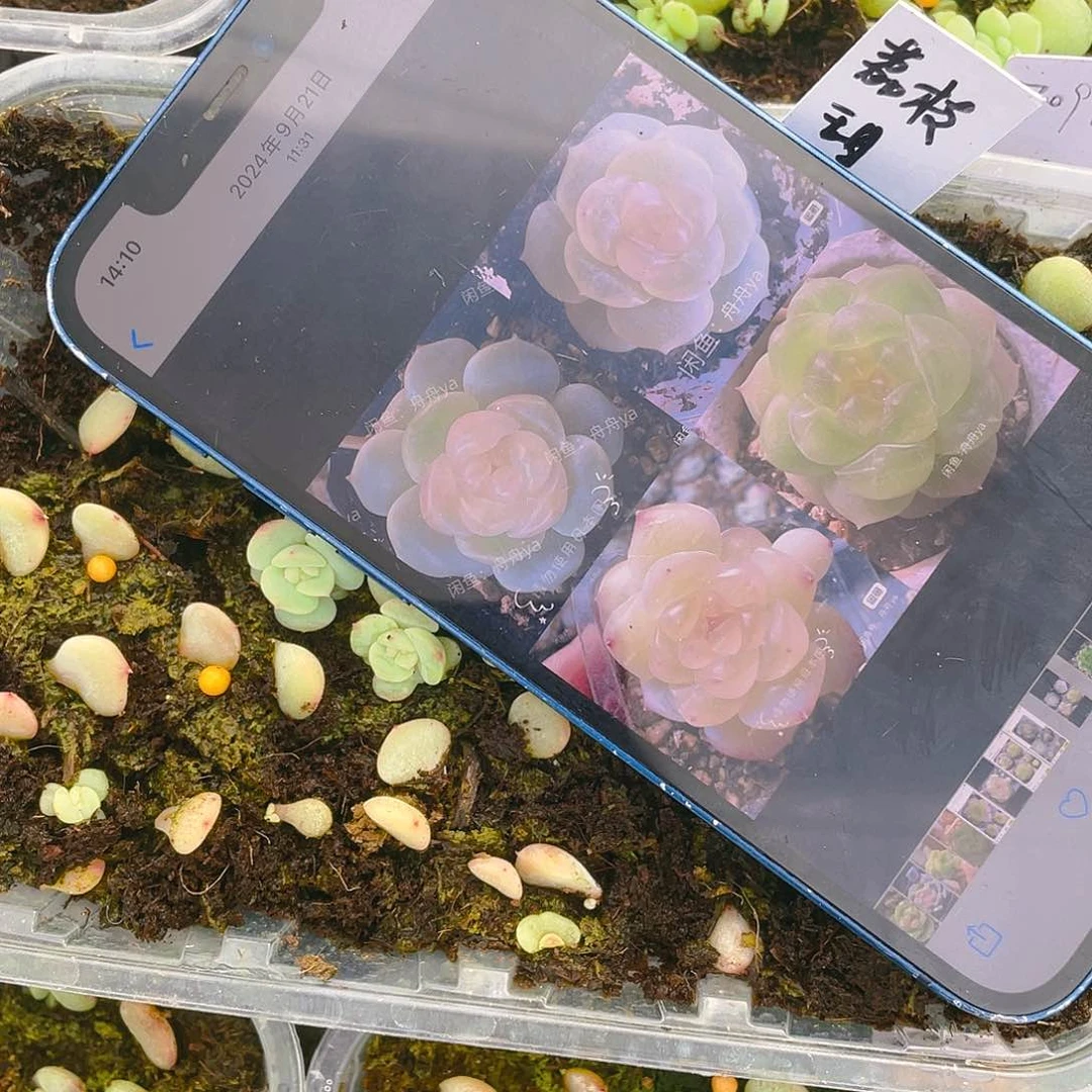 荔枝中小苗一个满25包邮