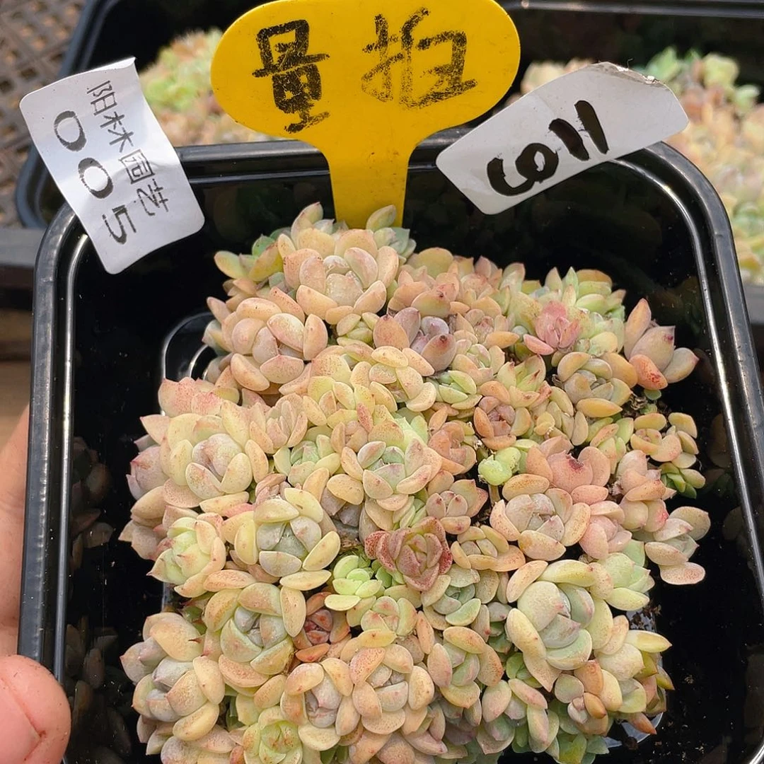 量拍多肉植物多肉植物5