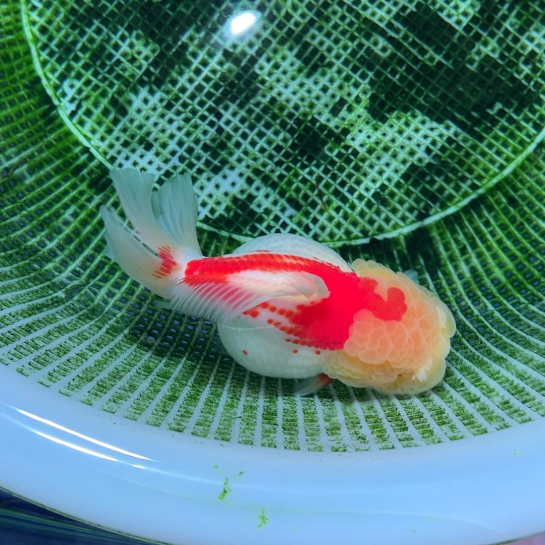 金鱼买够三条顺丰包邮陆运。
