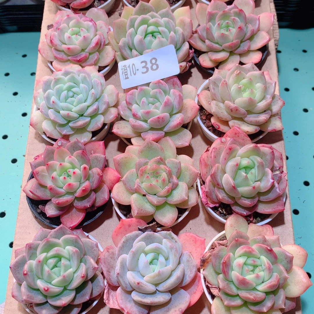 10-38一物一拍多肉带盆18颗