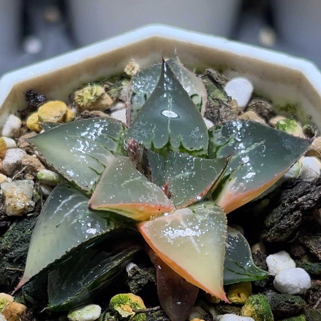 恭喜发财大吉大利692