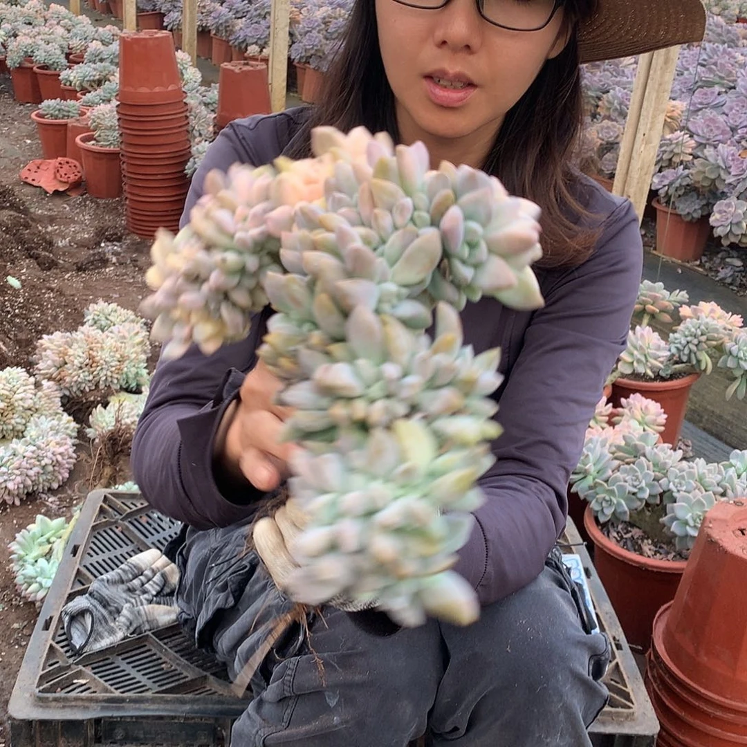 888 淡雪锦缀化 一物一拍