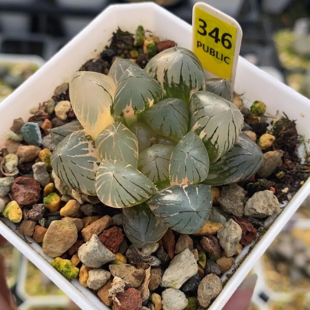 346玉露十二卷多肉植物