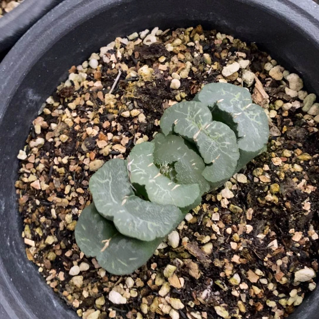 3168 一颗大玉扇 端午福利。