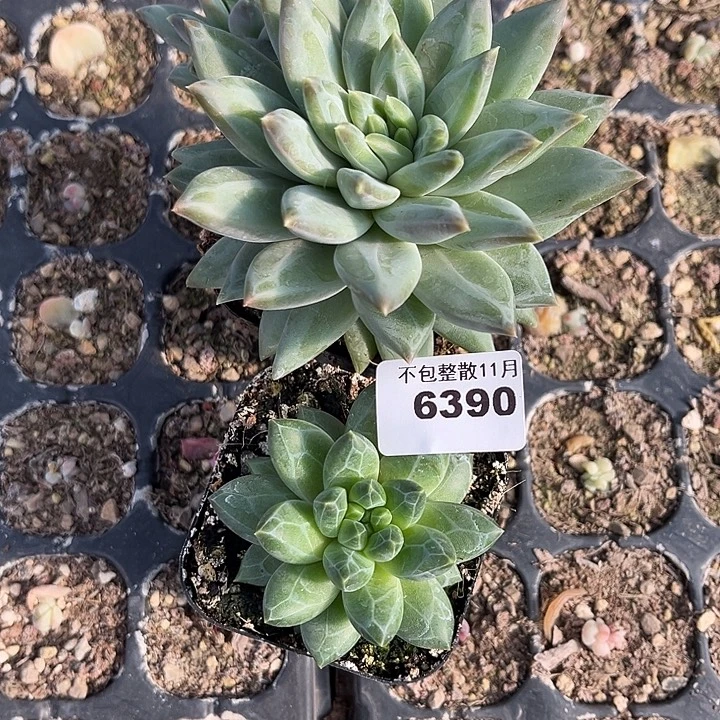 ****梓阿雅园艺。       6390