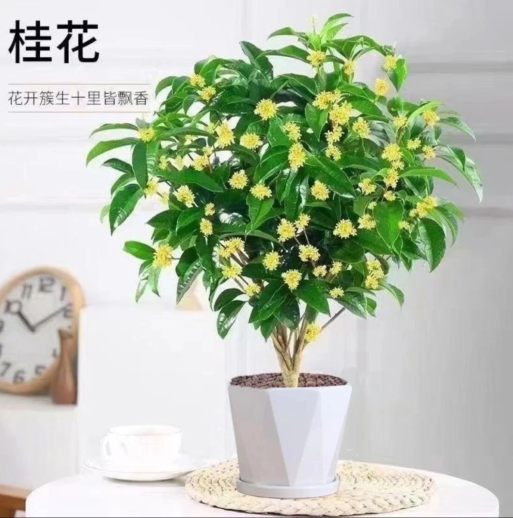 四季桂花树月月桂花带香味阳台室内花卉绿植