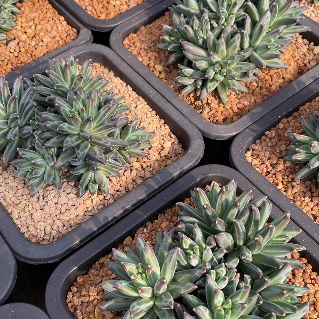 梵高美人精控群生15厘米可挑