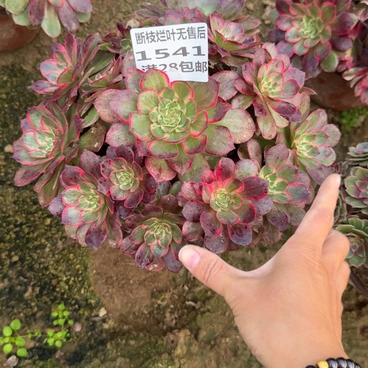 1541无售后莲花座A