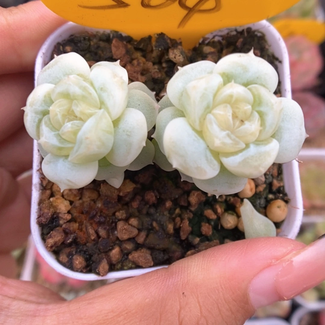 白晶体珍妮564号。