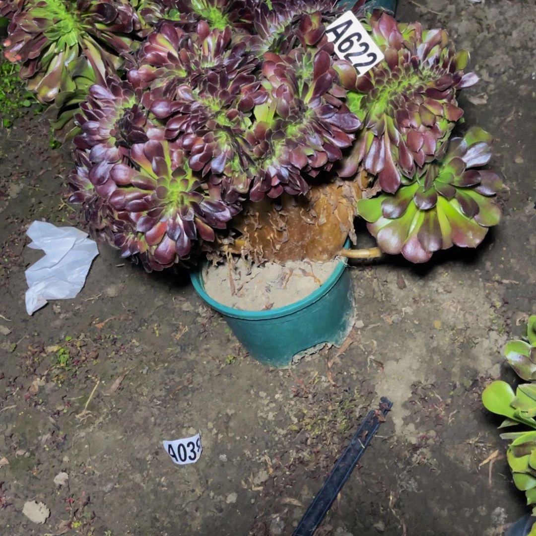 荷兰法师28/////47包邮