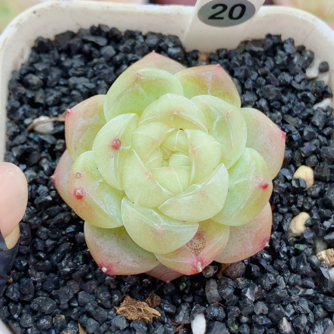 糖心58包邮  群生不包整20