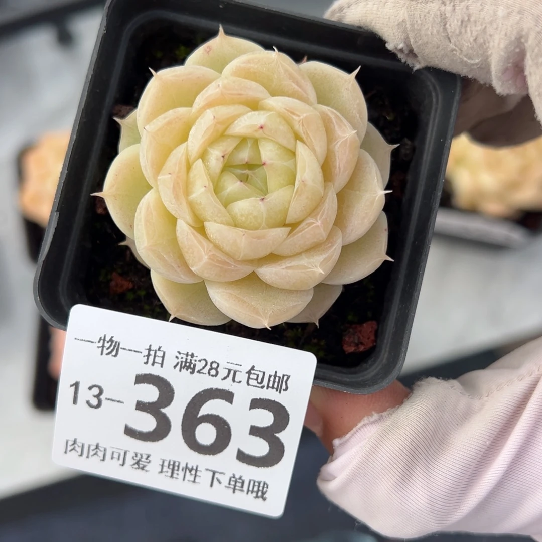 麦秆，多肉多肉多肉多肉