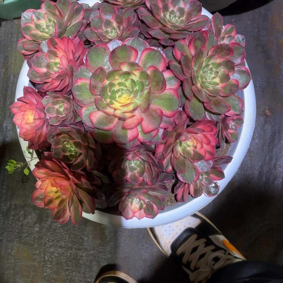 星***辰云南多肉植物黑魔锦