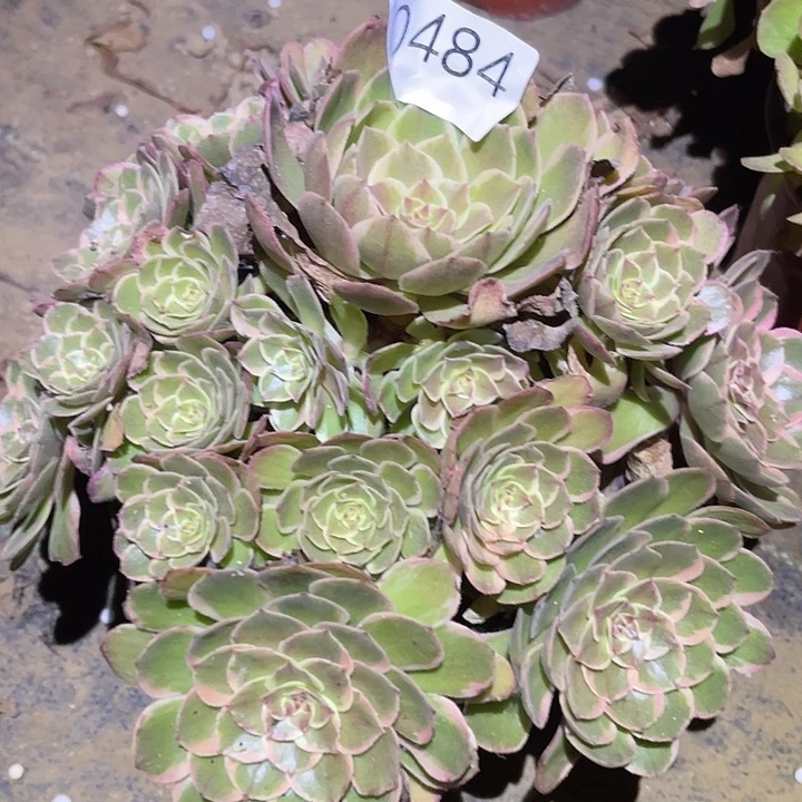多肉植物法师484分花妖
