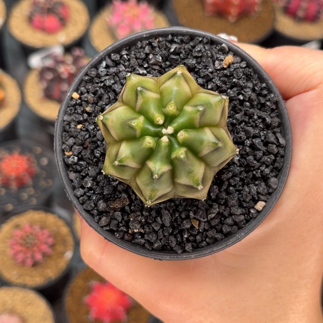 此**毒专拍的 米哈仙人球