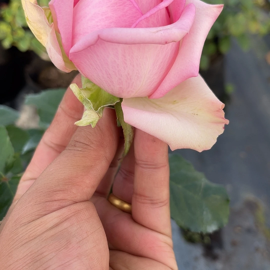 无花朵——-粉雅 福利款