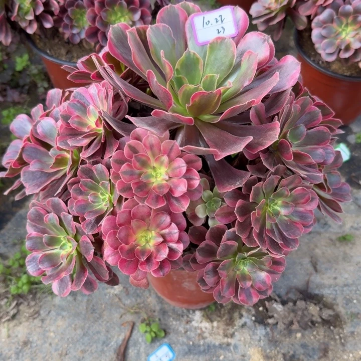 凤冠多肉植物绿植23