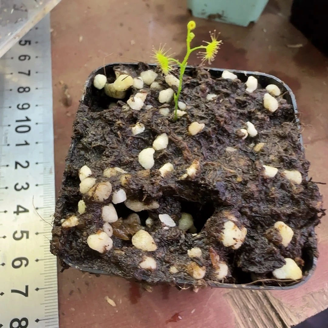无花朵直立茎茅膏菜