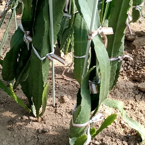 烟***荷完全开放令箭何花东北小粉