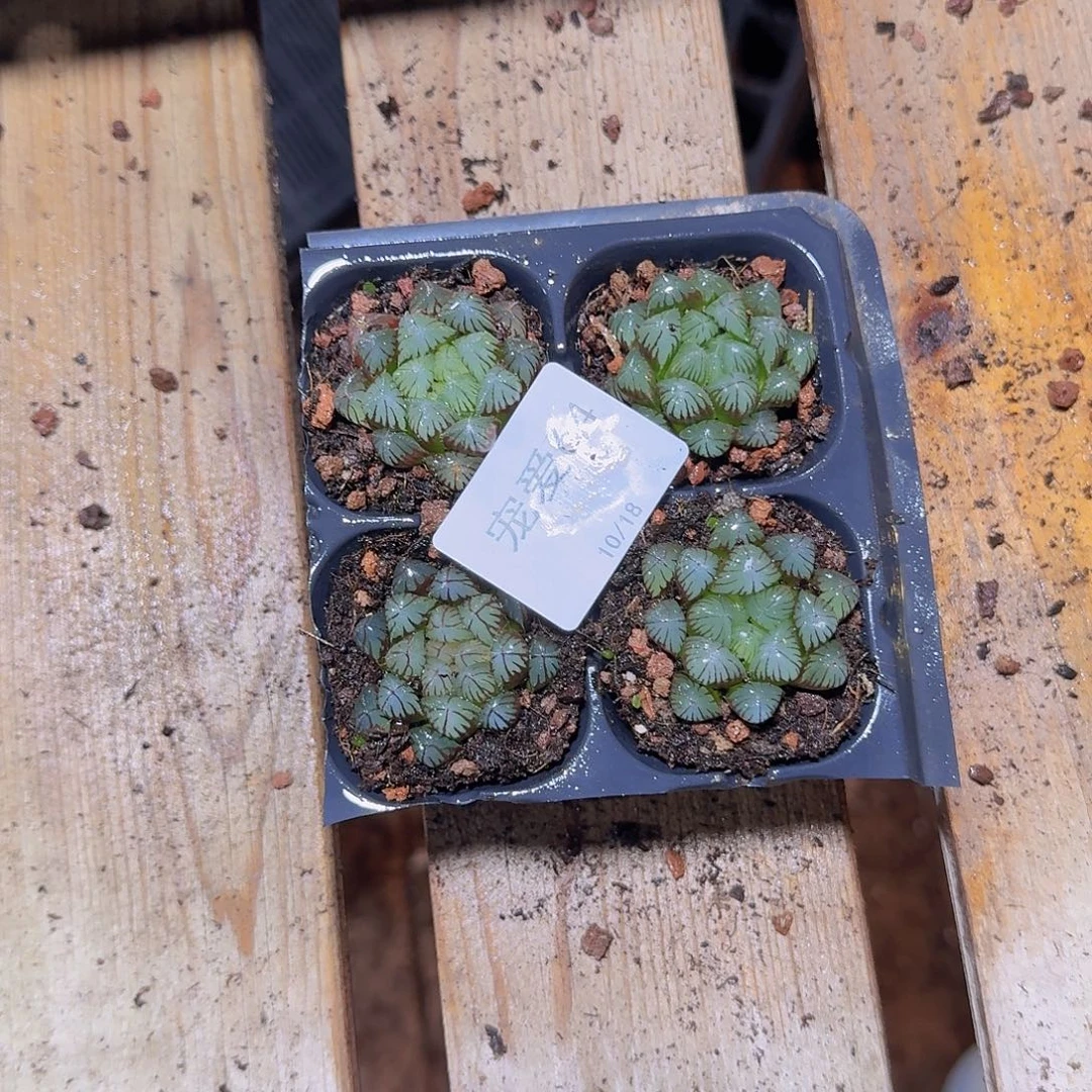 直播福利一物一拍64