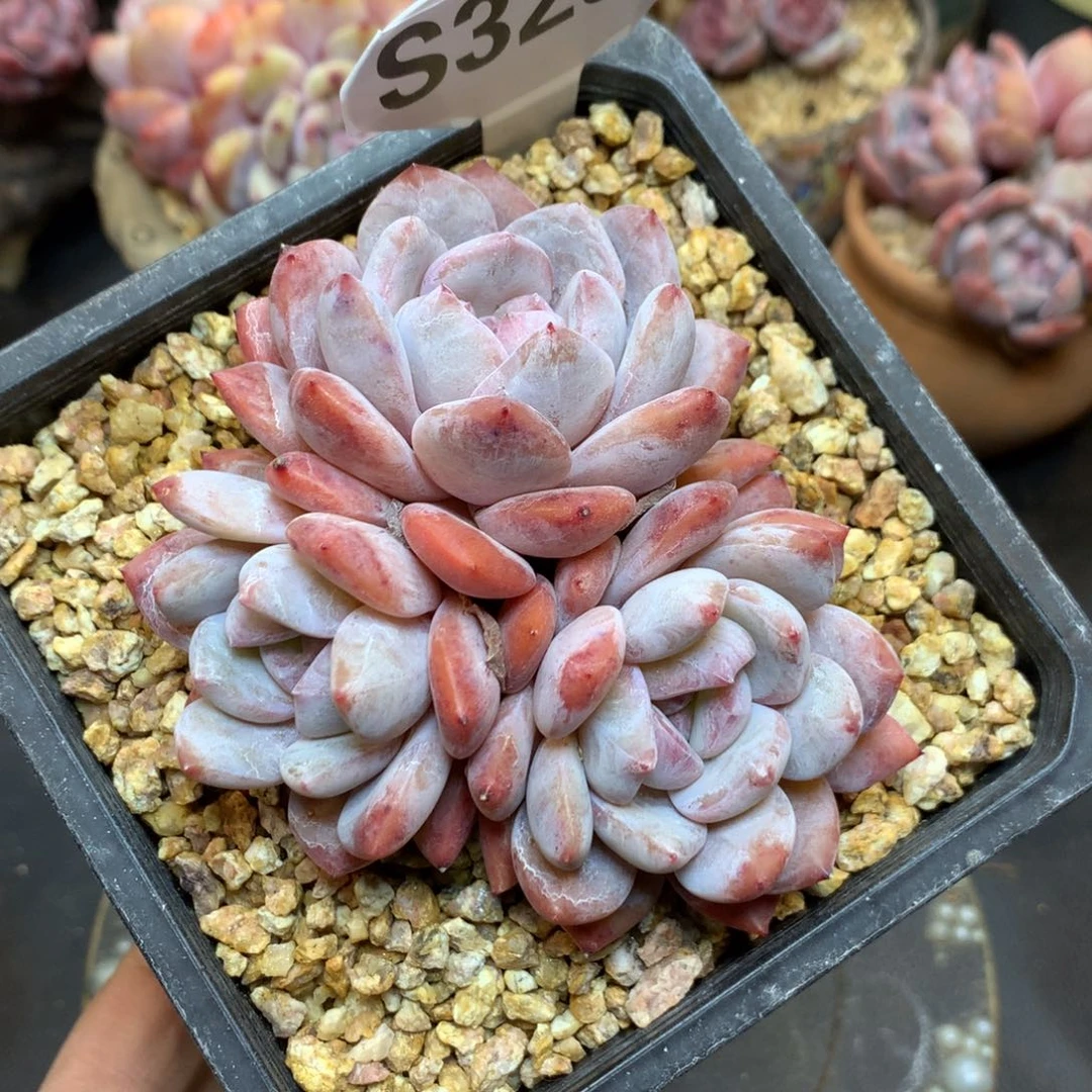 S3251 橙梦露包子脸 一头一桩