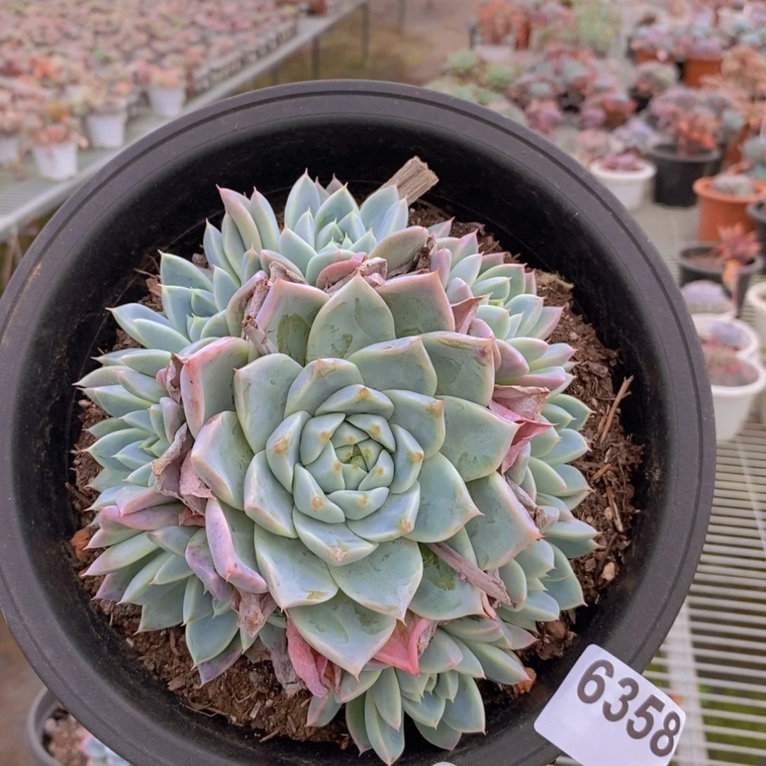 6358冰山美人一物一拍