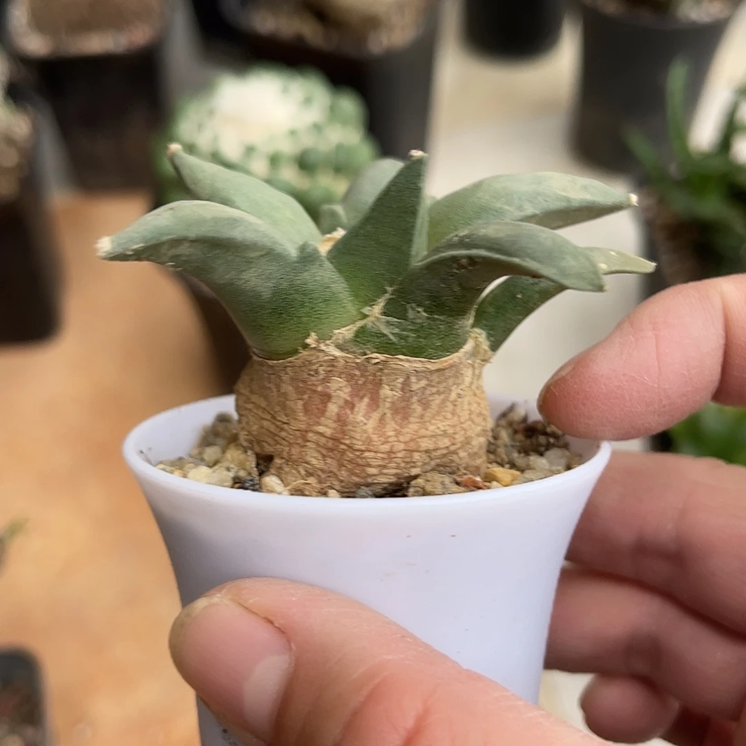 实生青瓷岩牡丹一物一拍