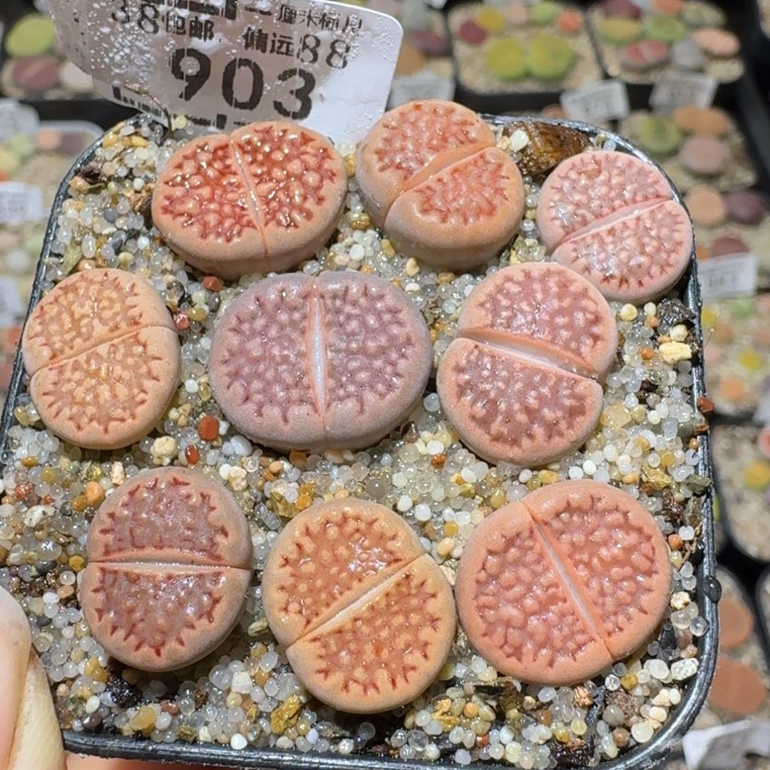 Sss清了便宜卖903