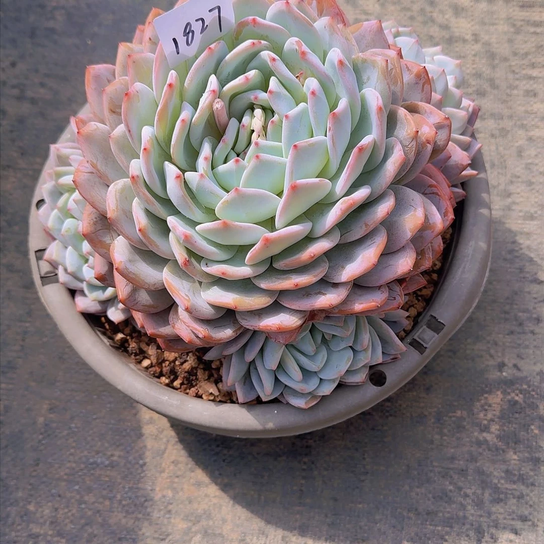 白*1827橙子多肉植物