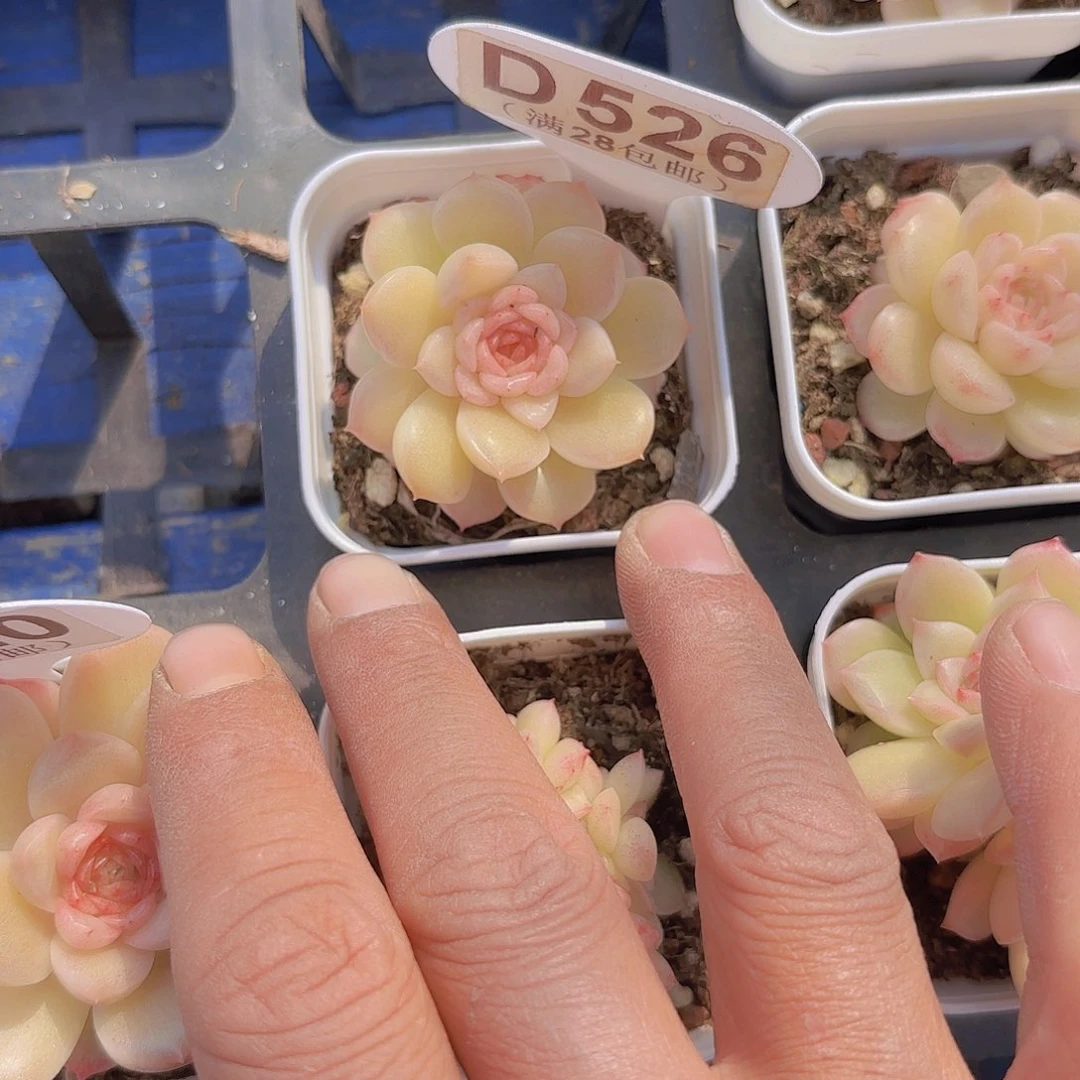 -****-D526麦秆一物一拍