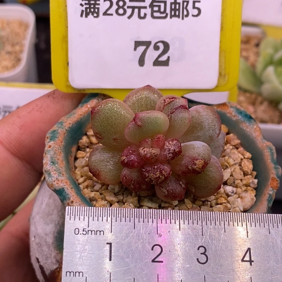 572星星橙变异拉丝锦……