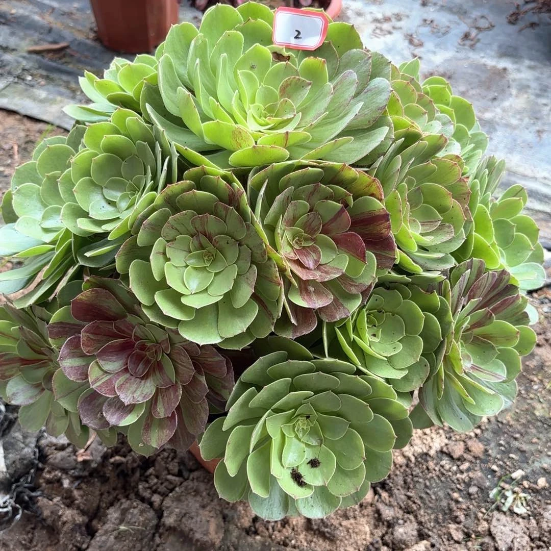 无花朵2花月夜多肉植物