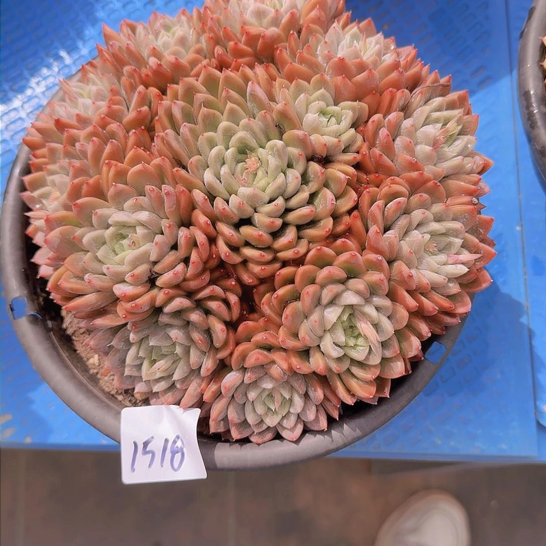 玉*1518爱莎公主多肉